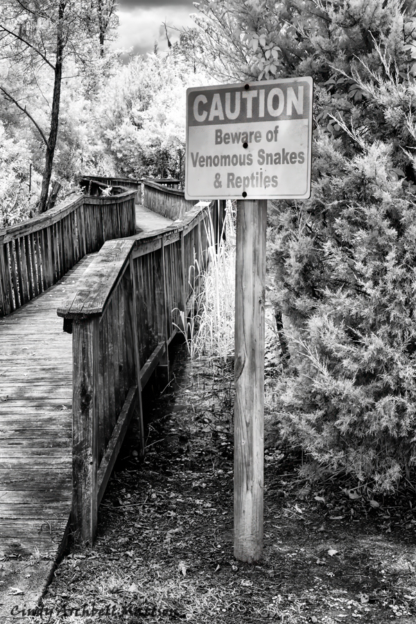 Life Lessons from Nature: Snakes, Mosquitos, and Faith